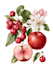 illustrate best botanical illustration
