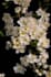 make 3d plant animation, 3d flower animation, 3d flower model, flower animation