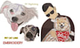 do expert dog cat and pet embroidery digitizing within an hour