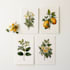 do a botanical illustration