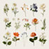paint watercolour botanical illustrations