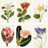 do a botanical illustration
