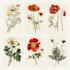 do a botanical illustration