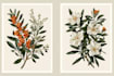 create botanical line art illustration and hand drawn