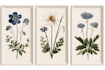 make paint watercolour botanical illustrations