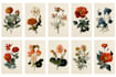 create botanical illustration of flowers