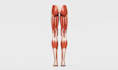 create 3d anatomy animation human anatomy animation 3d anatomical models