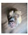 film ugc pet content featuring my dogs