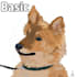 provide digital pet portraits