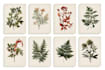 draw vector botanical illustrations of plants