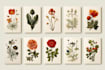 draw hand drawn botanical