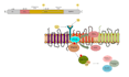 do molecular docking and MD simulation with manuscript