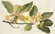design a botanical illustration