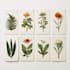 create beautiful botanical illustrations of flowers