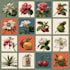 illustrate best botanical illustration