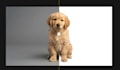 do professional photo editing, ai photo manipulation, and upscaling