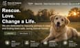 build squarespace animal rescue website redesign adoption donation website
