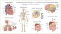 draw a professional anatomical medical drawing