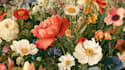 make detailed botanical art and plant illustrations