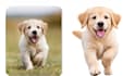 professionally remove background from images