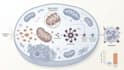 create scientific figures and graphical abstracts