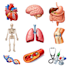 draw anatomy and medical vector illustration