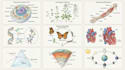 do medical and scientific illustrations