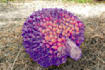 do palm fruit segmentation