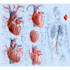 create custom medical diagram illustrations