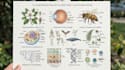 do scientific illustrations diagram and figures