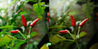 do a creative edit using lightroom classic and topaz photo