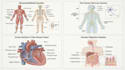 create anatomy, medical, and scientific illustrations