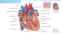 create scientific illustrations and medical figures