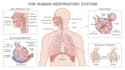 draw medical and science illustrations