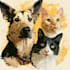 draw dog cat pet portrait vector illustration