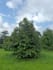 diagnose durian tree diseases and pest problems