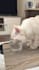 create cute and engaging ugc videos with my cat