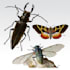 do realistic insect illustrations