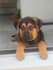 boost sales with scroll stopping pet ugc video ads