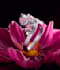 do 3d flower animation 3d jewelry animation 3d plant animation and rendering