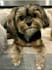 create fun dog videos
