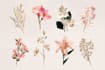 design a hand drawn botanical boho logo