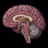 do medical and scientific illustrations