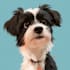 pet portrait into cute disney style