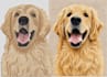 convert pets images into clean embroidery any files dst emb