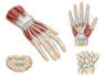 draw medical and science illustrations
