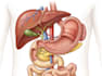 create medical illustration and diagram