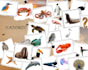 create custom printable flashcards for children, toddlers, and preschool