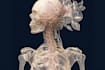 draw anatomy, medical, and scientific illustrations