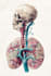 create custom medical, scientific, and human anatomy illustrations